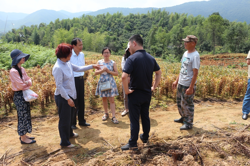 1564369966118126.jpg 湖父赵师傅百合基地 (8).JPG