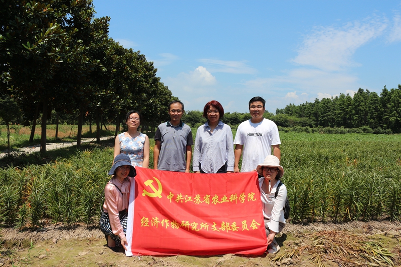 1564369978172858.jpg 周铁欧毛渎百合种植现场调研 (11).JPG