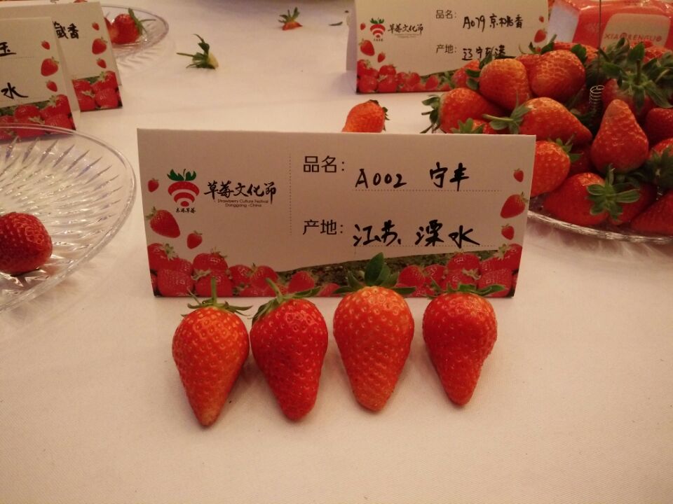 紫金久红和宁丰获中国精品草莓擂台赛金奖