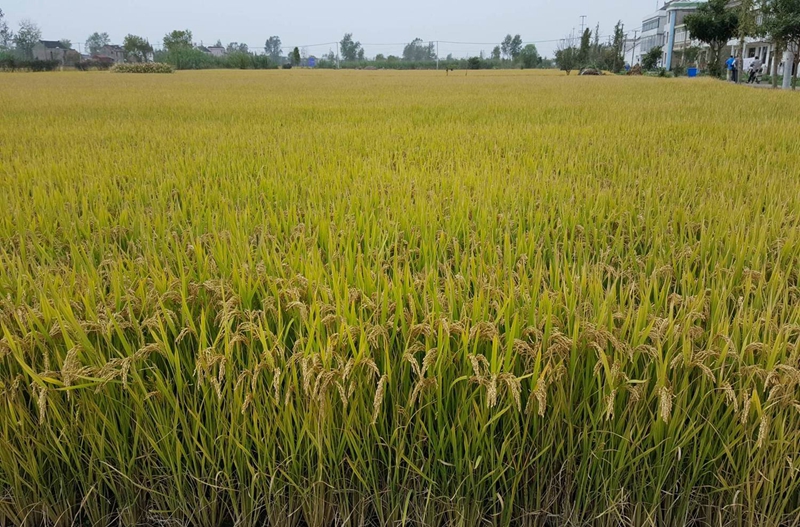 南粳0212_南粳9108稻种多少钱1斤_南粳45