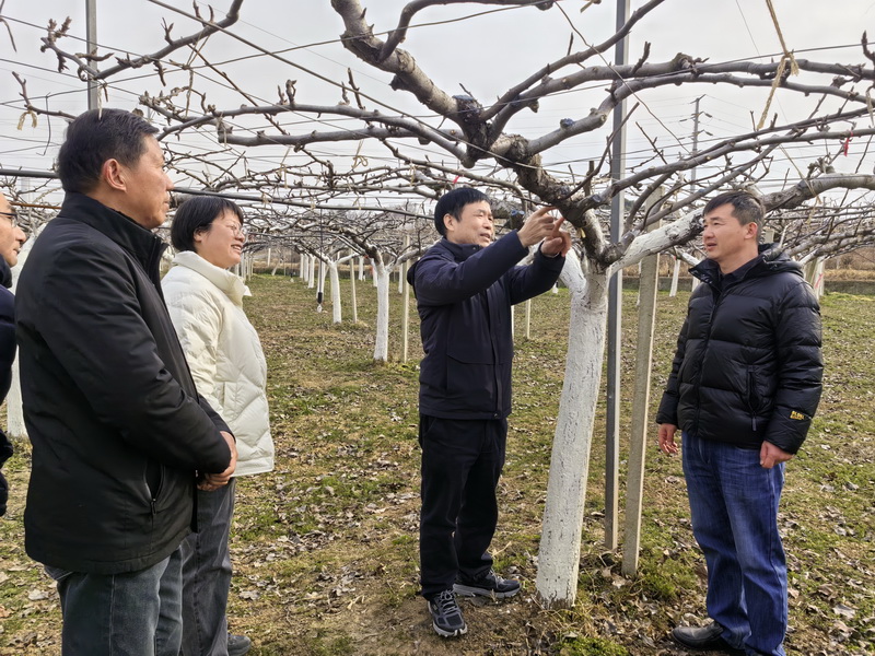 中国工程院张绍铃院士应邀赴江苏丘陵地区梨科技联合创新中心指导工作3_调整大小.jpg