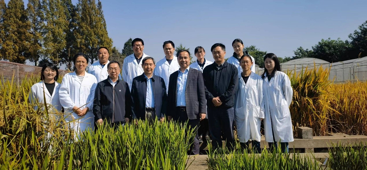 中国工程院康振生院士考察指导我院水稻病害抗性鉴定工作