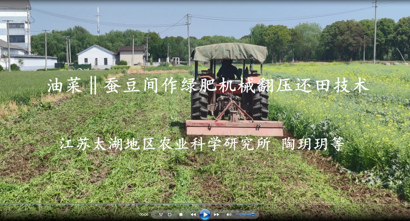 太湖所绿肥油菜蚕豆条带间作种植技术取得新突破